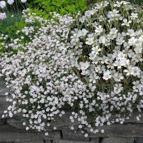 Gypsophila repens 'Alba' - Roomav kipslill 'Alba' P9/0,55L